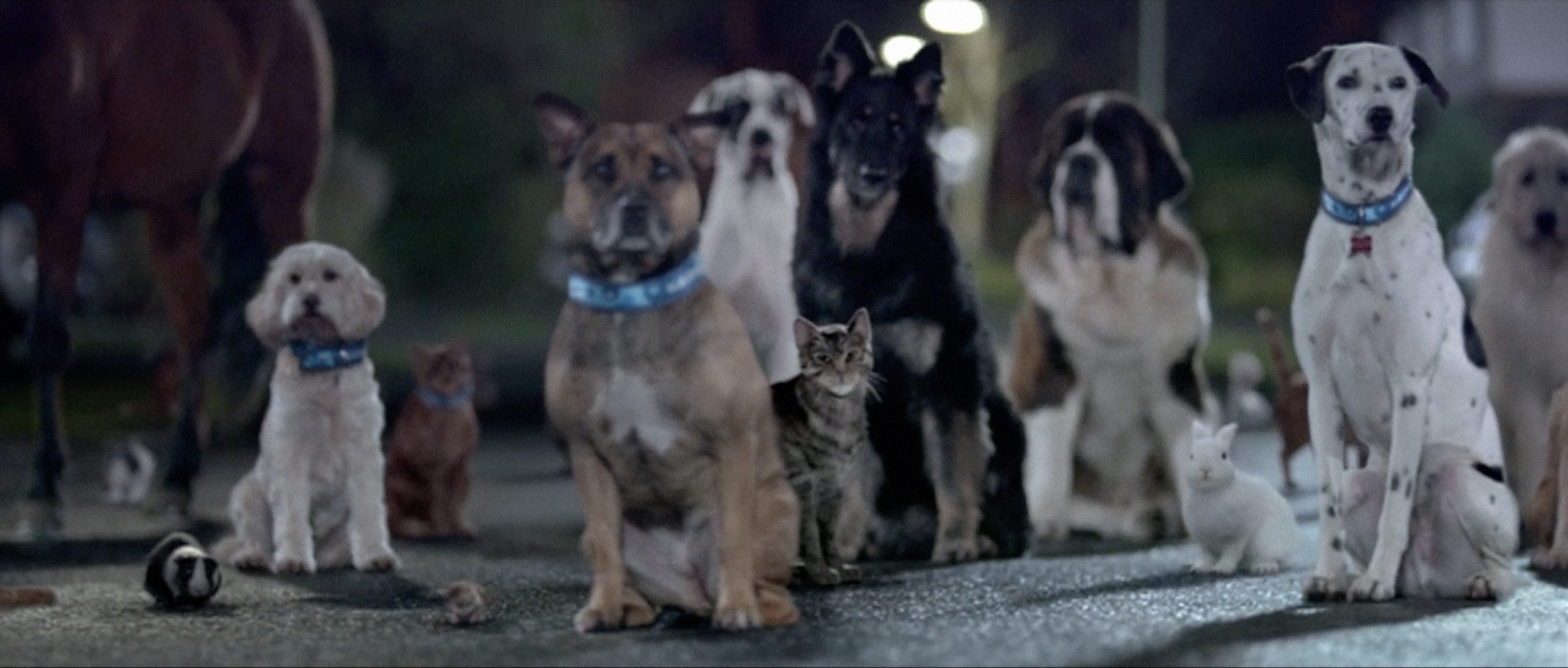 Blue Cross - I Will Survive